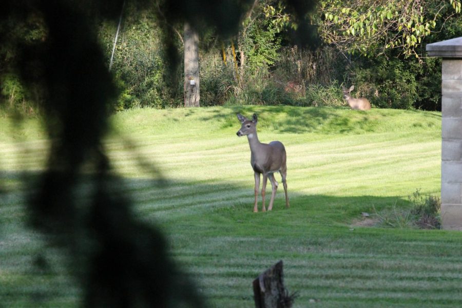A Deer walking through a students backyard in Troy, MI.