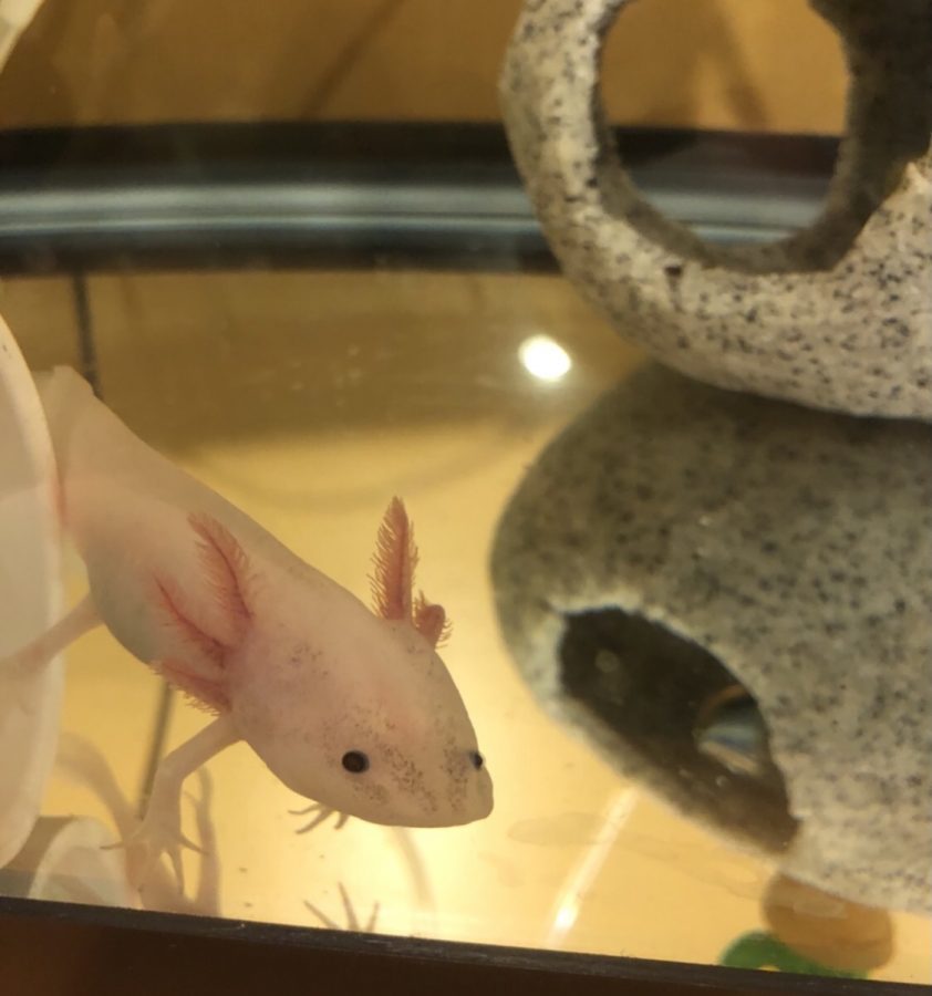 Marvin the axolotl swims around his tank