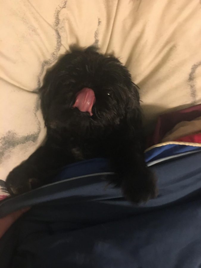 Midnight the dog licks his nose