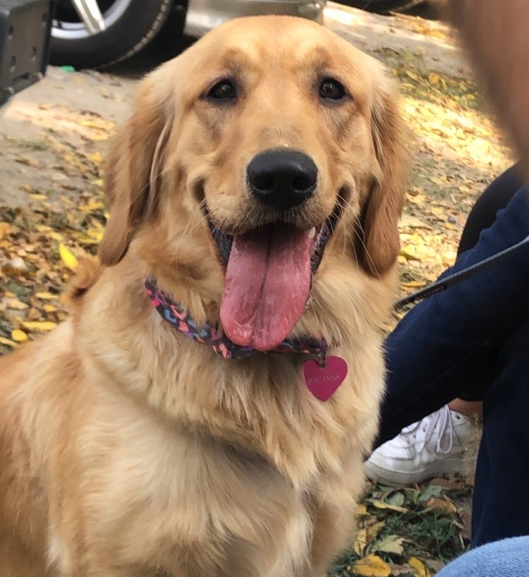 Savanna the dog smiles for a picture